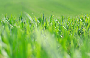 Leia mais sobre o artigo Como escolher o gramado ideal